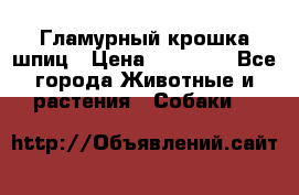 Гламурный крошка шпиц › Цена ­ 30 000 - Все города Животные и растения » Собаки   